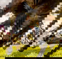 Night Markets and Race Day - Accommodation Resorts