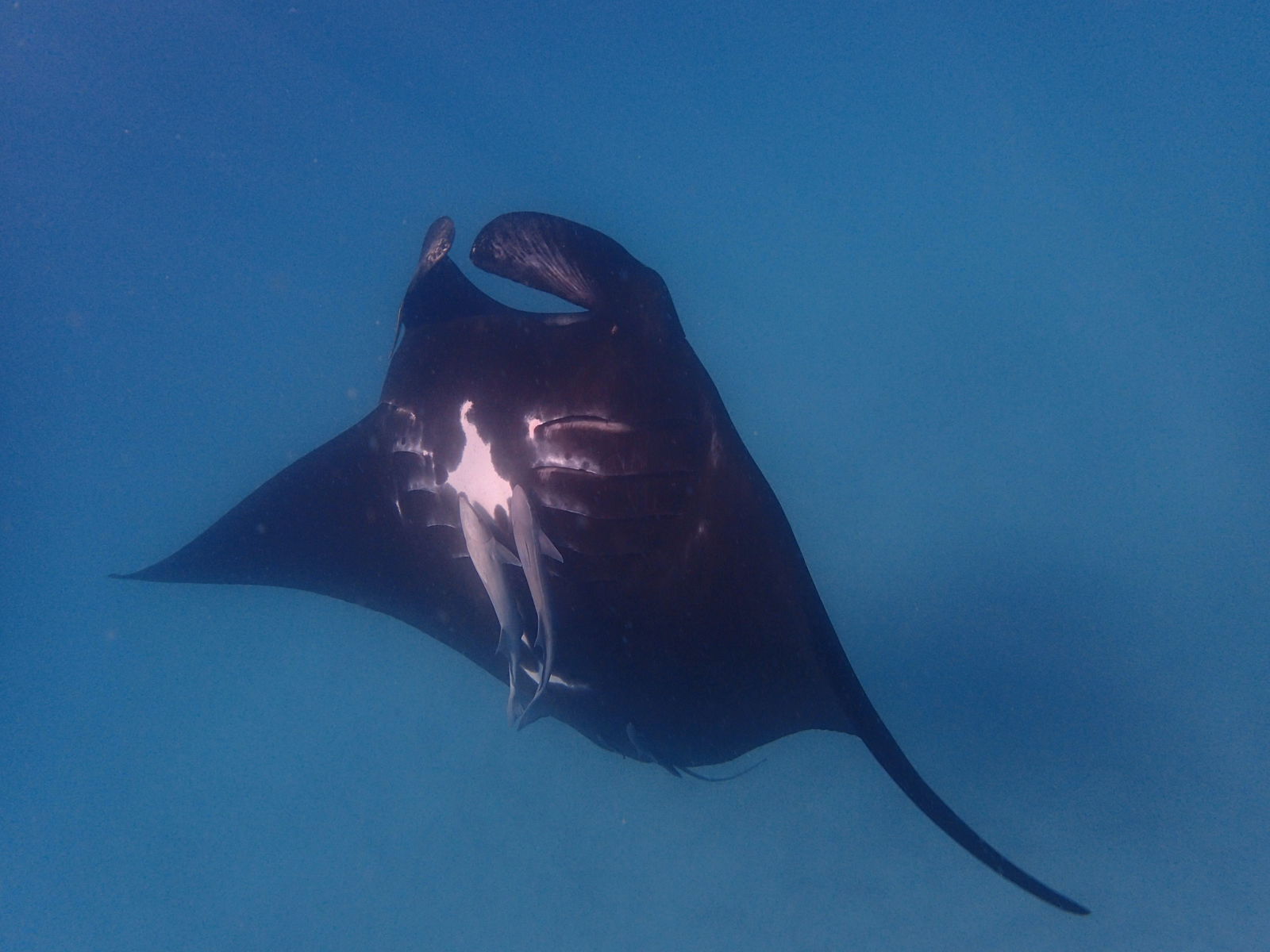 Coral Bay WA Accommodation Resorts