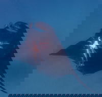 Project Manta Ningaloo Reef Western Australia - Accommodation Resorts