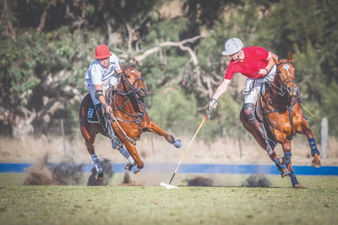 Scone Horse Festival - Accommodation Resorts 1