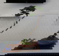 Wauchope Bonsai Workshop Group - Accommodation Resorts