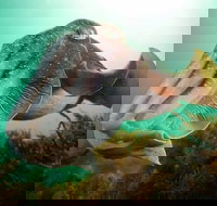 Whyalla Maritime Museum - Cuttlefish Capers - Accommodation Resorts