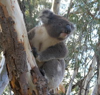 Annual Koala Count - Accommodation Resorts