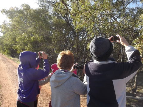 Annual Koala Count - Accommodation Resorts 1
