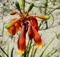 Australian flora past present and future - Accommodation Resorts