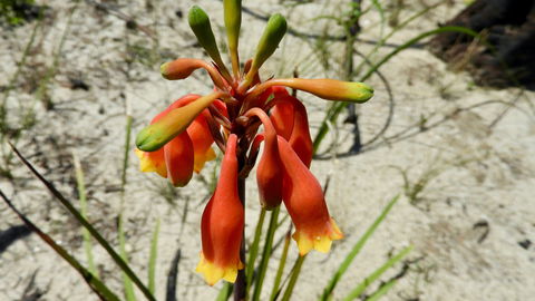 Australian Flora: Past, Present And Future - Accommodation Resorts 0