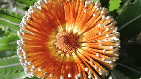 Australian Flora: Past, Present And Future - Accommodation Resorts 1