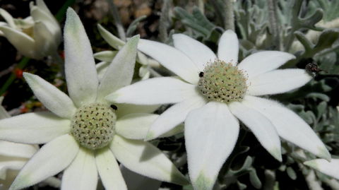 Australian Flora: Past, Present And Future - Accommodation Resorts 2