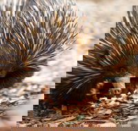 Aussie Wildlife Course - July/August/September - Accommodation Resorts