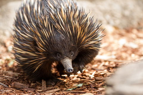 Aussie Wildlife Course - July/August/September - Accommodation Resorts 0