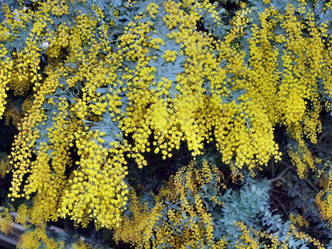Australian Wattle Day @ The Old Bus Depot Markets - Accommodation Resorts 0