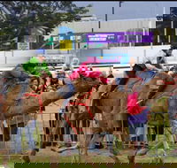 Camel Races at Gosford Showgrounds - Accommodation Resorts