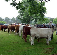 Dorrigo Agricultural Show - Accommodation Resorts
