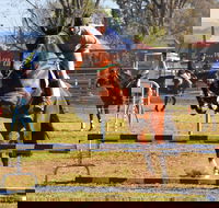 Glen Innes Pastoral and Agricultural Show - Accommodation Resorts