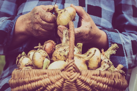 Grafton Farmers Market - Accommodation Resorts 0