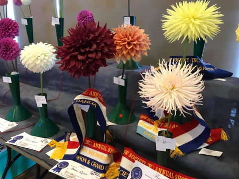 Kiama Show - Accommodation Resorts 2