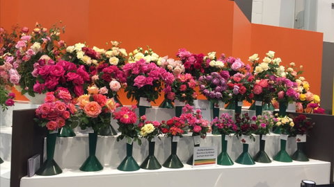 Roses By The Seaside: National Rose Championships And Conference - Accommodation Resorts 1