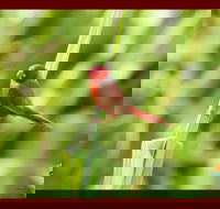 Spring into Finches and Softbills - Accommodation Resorts