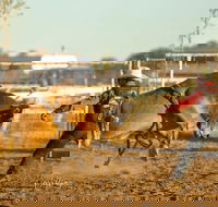 Walgett Charity Bushman's Carnival Rodeo and Campdraft - Accommodation Resorts