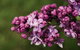 69th Annual Goulburn Lilac City Festival - thumb 0