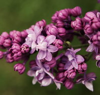 69th Annual Goulburn Lilac City Festival - Accommodation Resorts