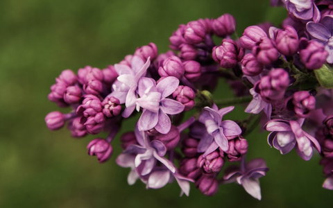 69th Annual Goulburn Lilac City Festival - Accommodation Resorts 0