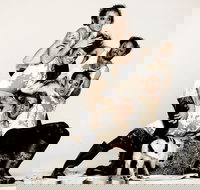 Animal Farm - Launceston - Accommodation Resorts