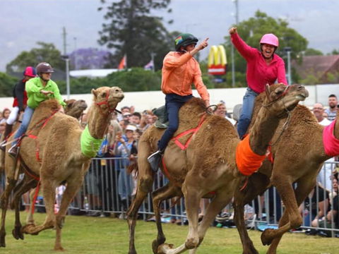 Camel Races At Penrith Paceway - Accommodation Resorts 0