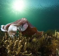 Cuttlefish Diving  Snorkeling EVERYDAY May -August - Accommodation Resorts