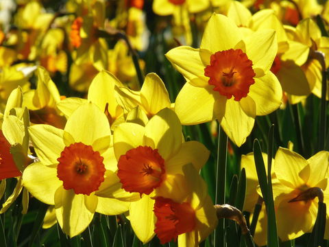 Daffodils At Rydal - Accommodation Resorts 1