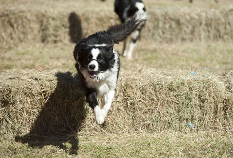 Great Nundle Dog Race - Accommodation Resorts 0