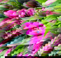 Harvest Launceston Community Farmers' Market - Accommodation Resorts