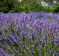 Lavender Herb and Chilli Festival - Accommodation Resorts