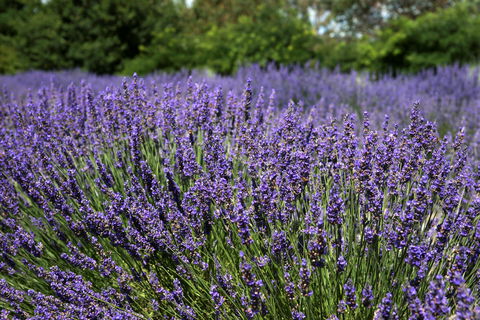 Lavender Herb And Chilli Festival - Accommodation Resorts 0