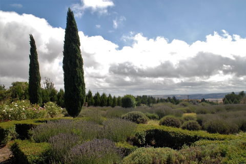 Lavender Herb And Chilli Festival - Accommodation Resorts 1