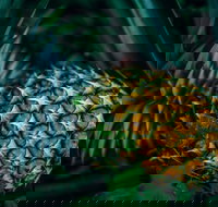 Yeppoon Community Market - Accommodation Resorts