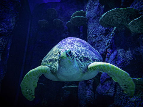 Sydney's Aquarium - Accommodation Resorts 0
