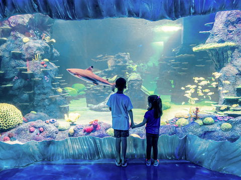 Sydney's Aquarium - Accommodation Resorts 1