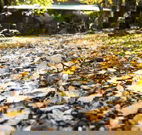 Cradle Forest Inn - Accommodation Resorts