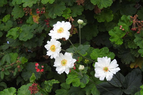 Barklysuites Apartments - Accommodation Resorts 7