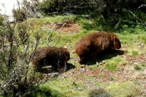 Wombat Cabin - Accommodation Resorts 7
