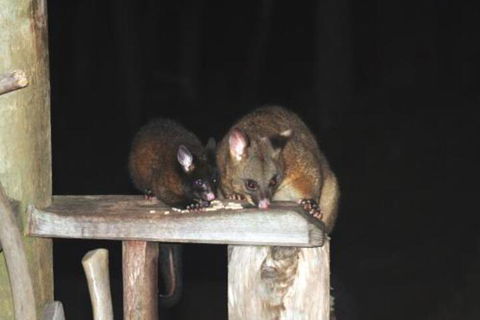 Wombat Cabin - Accommodation Resorts 5