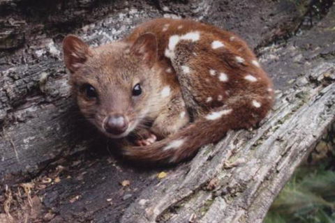 Wombat Cabin - Accommodation Resorts 3