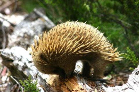 Wombat Cabin - Accommodation Resorts 4