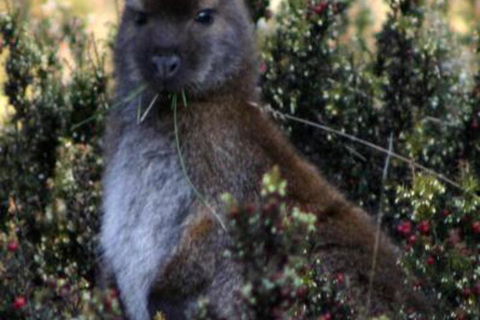 Wombat Cabin - Accommodation Resorts 6