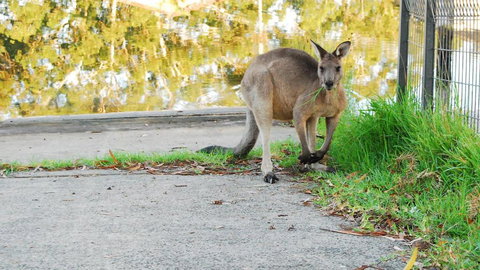 Riverfront Delight - Accommodation Resorts 3