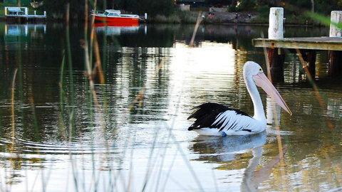 Riverfront Delight - Accommodation Resorts 4