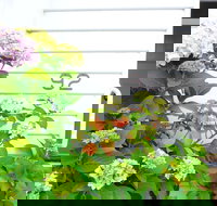 White House - Accommodation Resorts