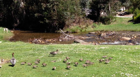 RiverCottage Selfcontained - Accommodation Resorts 3