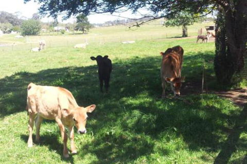 Appin Homestay B & B - Accommodation Resorts 2